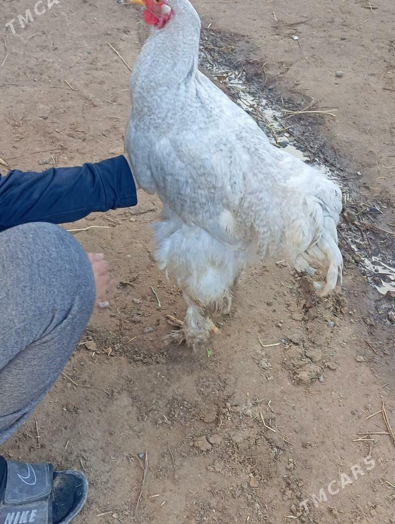 LAWANDA HORAZ - Aşgabat - img 1