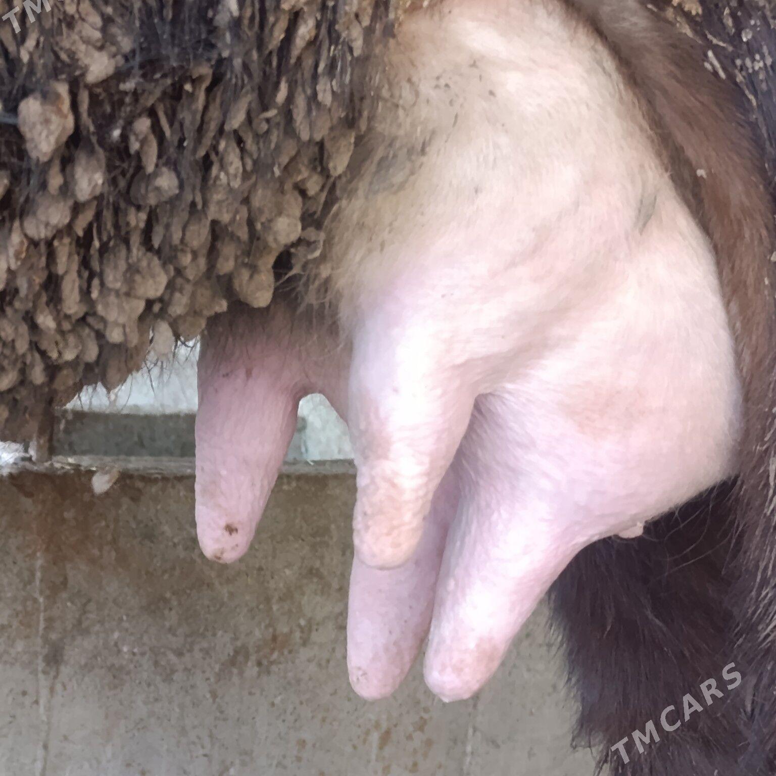 Golely sygyr - Бахарден - img 1