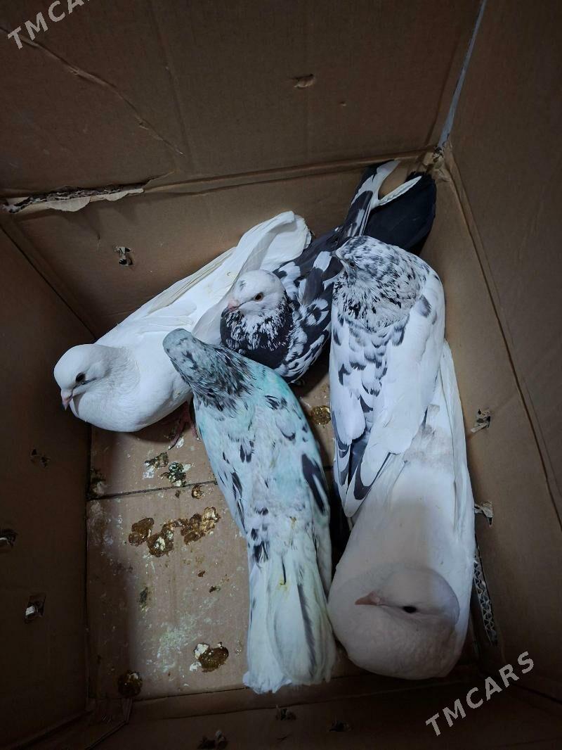 kepderi - Parahat 7 - img 1