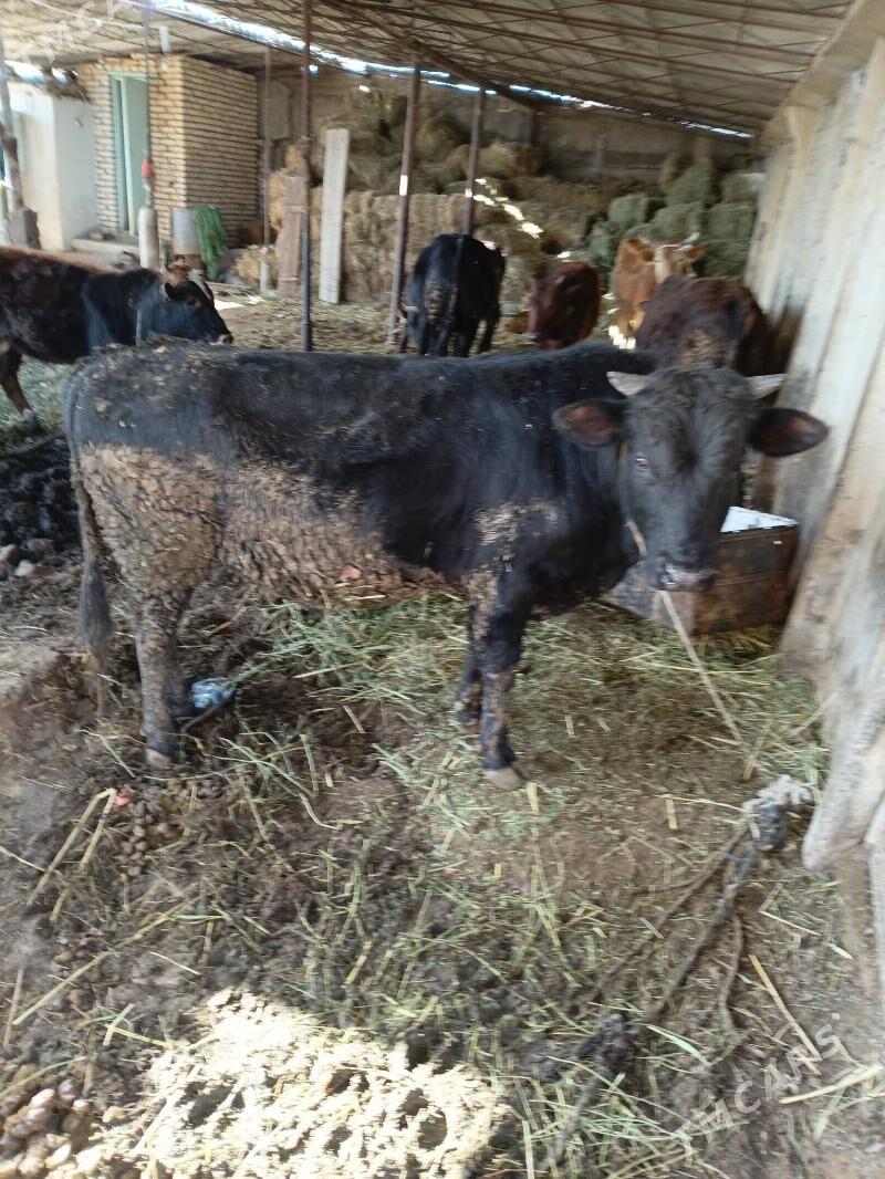 öküz - Ýaşlyk - img 1