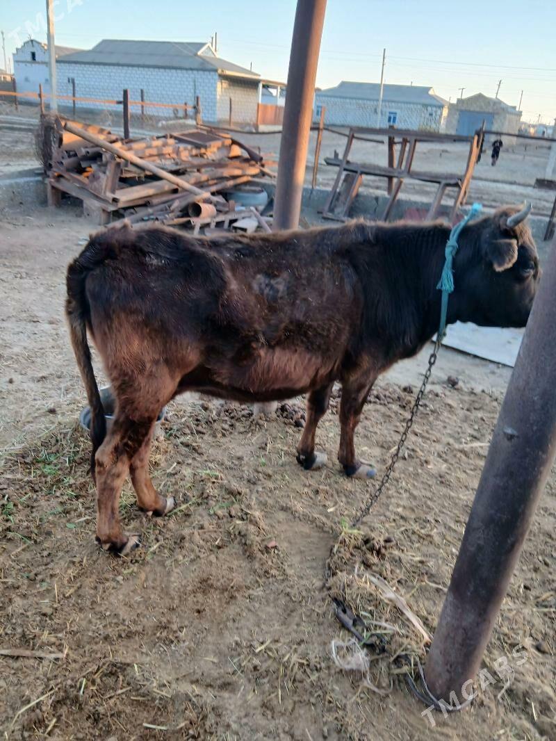 Sygyr - Esenguly - img 1