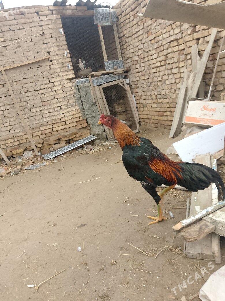 baysowy horaz - Türkmenabat - img 1