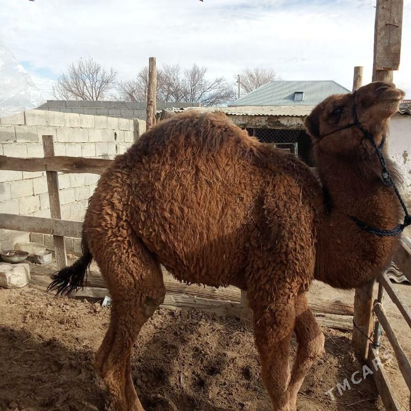 torum - Бахарден - img 1