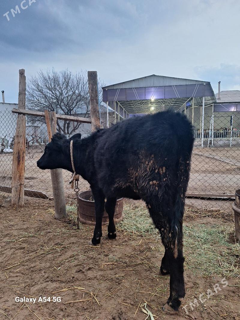 gibrit tohum tuwe - Гёкдепе - img 1