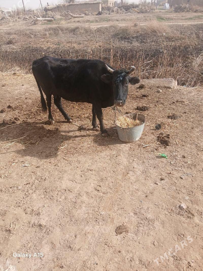 Golely - Ёлётен - img 1