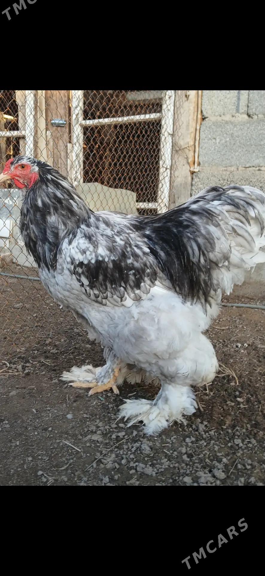 Brama bulu - Gökdepe - img 1