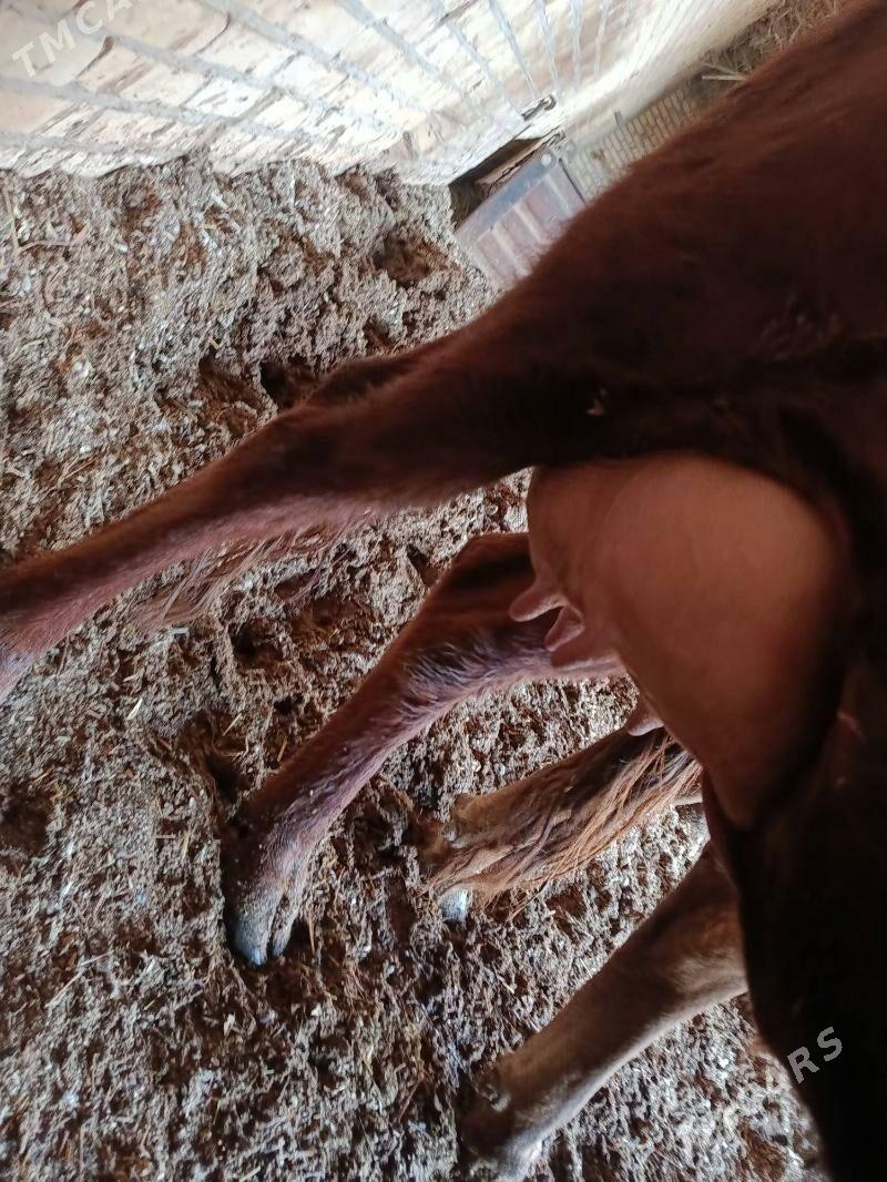 голели сыгырлар - Чарджоу - img 1