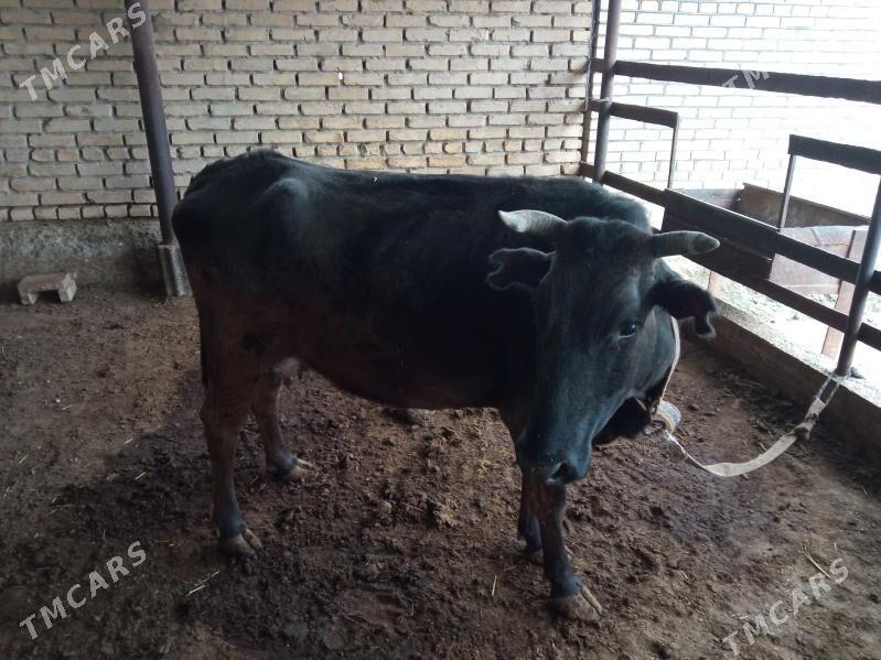 Goleli sygyr - Векильбазар - img 1