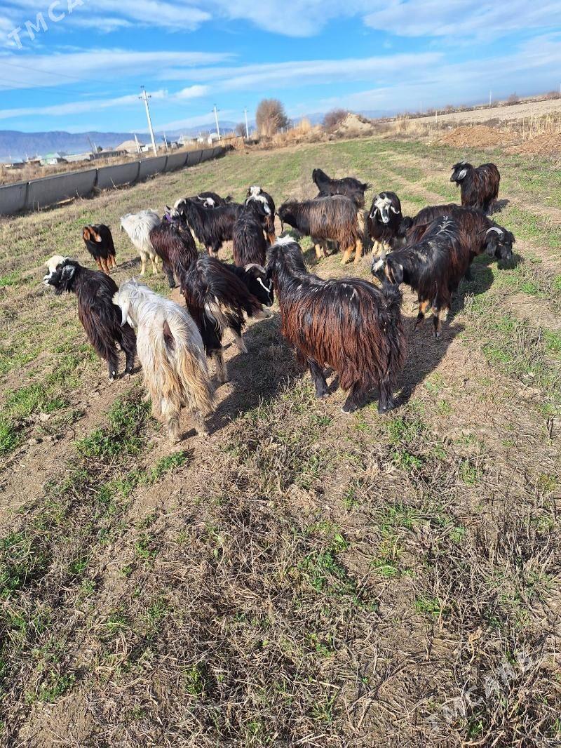 bogaz geci - Gökdepe - img 1