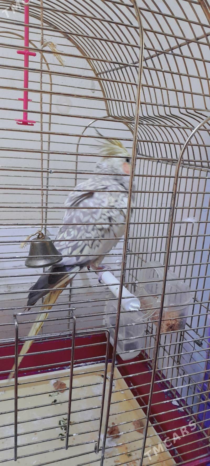 Papugay Korella - Balkanabat - img 1