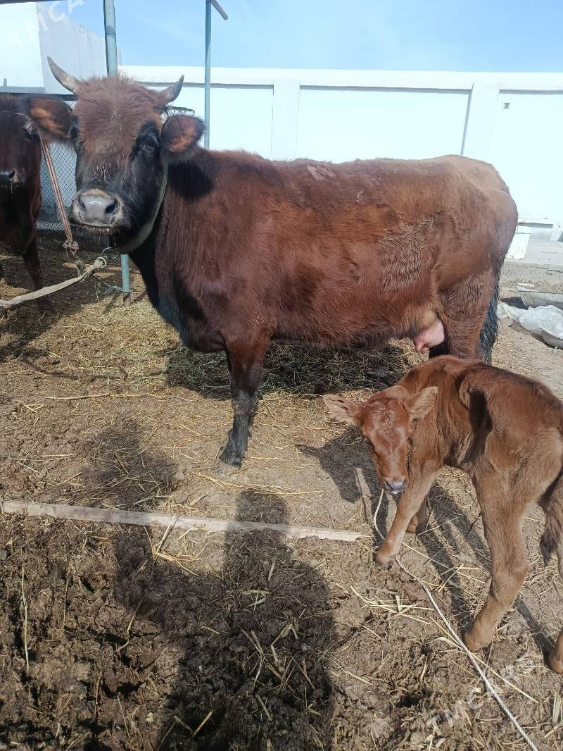 goleli sygyr - Türkmenabat - img 1