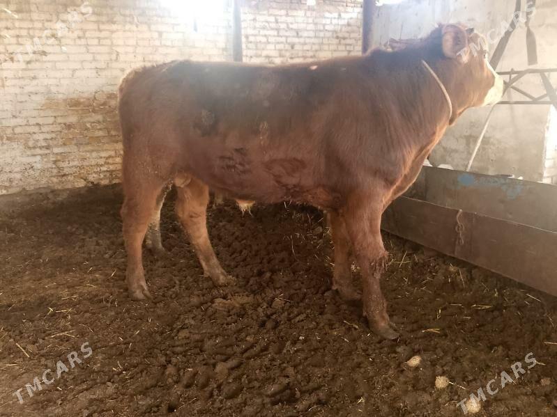 Smental burlat okuz - Туркменабат - img 1