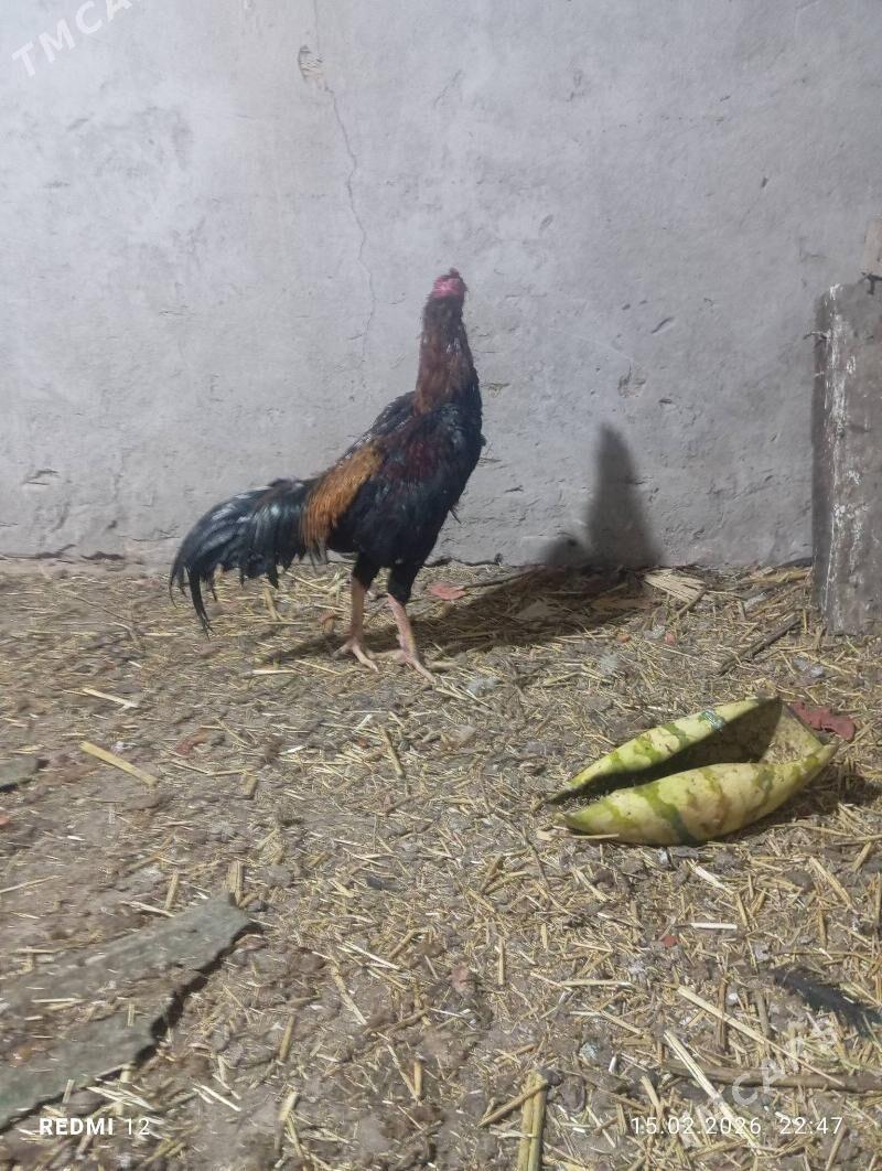 horaz - Daşoguz - img 1