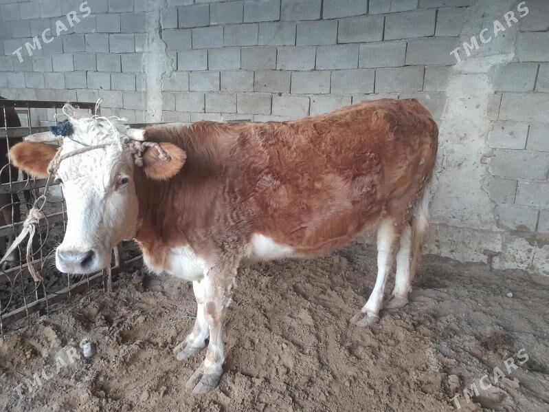 sygir bakylan - Änew - img 1