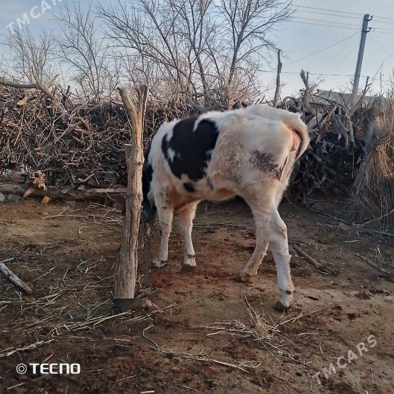 tuwe - Babadaýhan - img 1