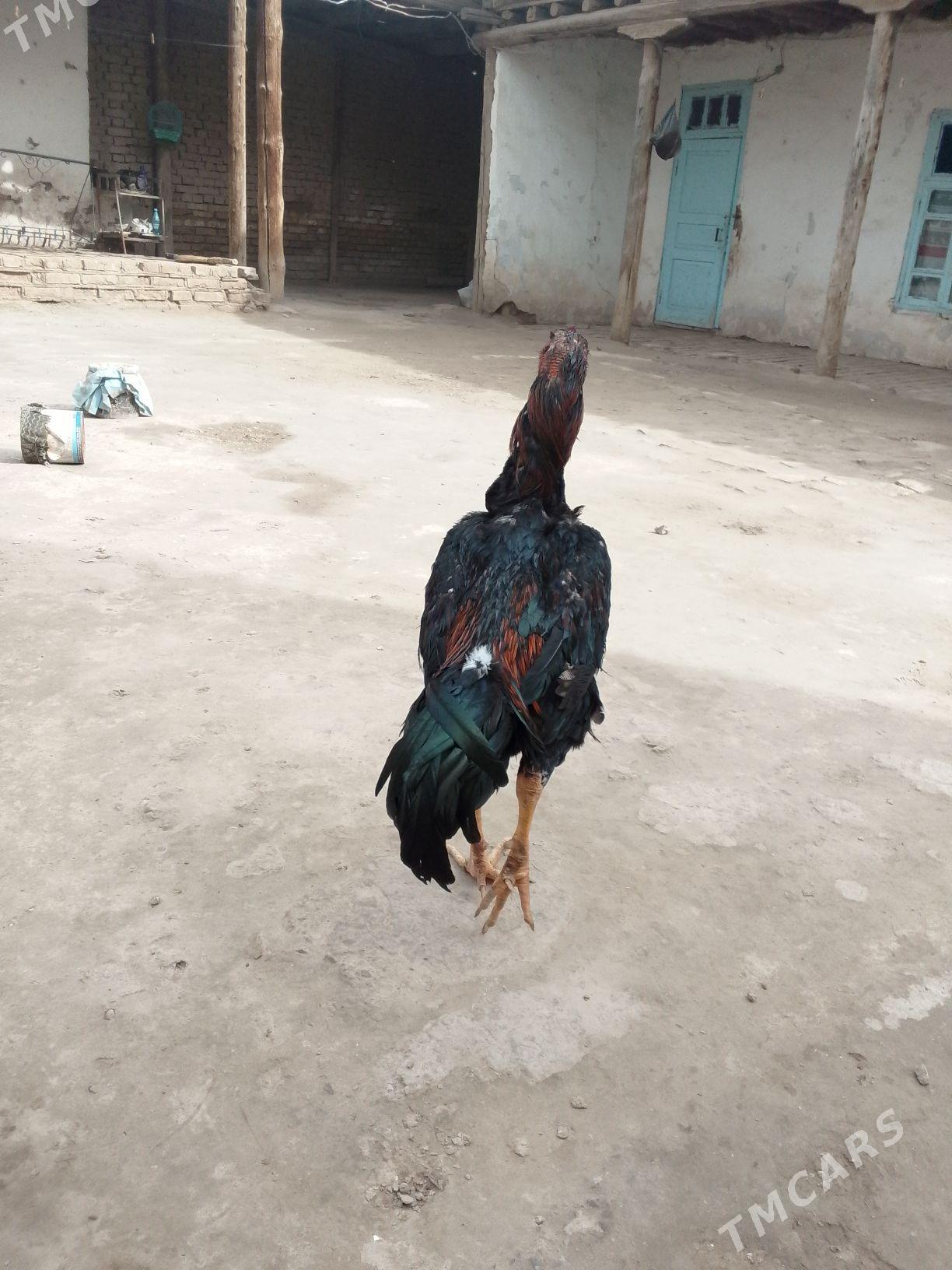 bayes juje - Kerki - img 1