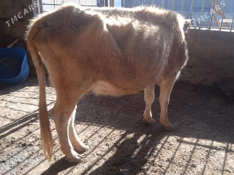 Goleli sygyr - Балканабат - img 1