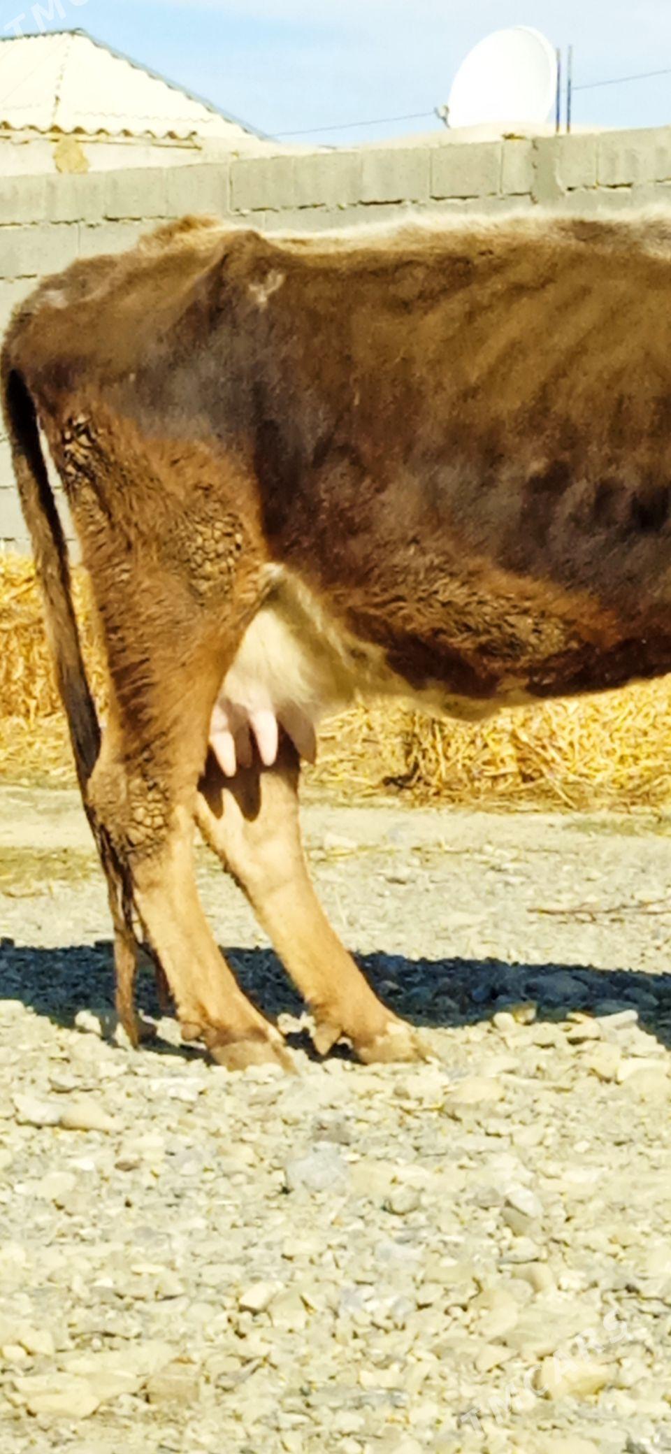 GOLELİ SYGYR - Бахарден - img 1