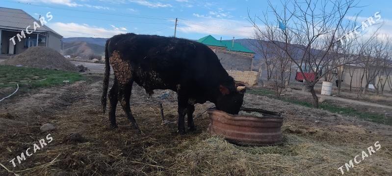 Ökūz. - Bäherden - img 1