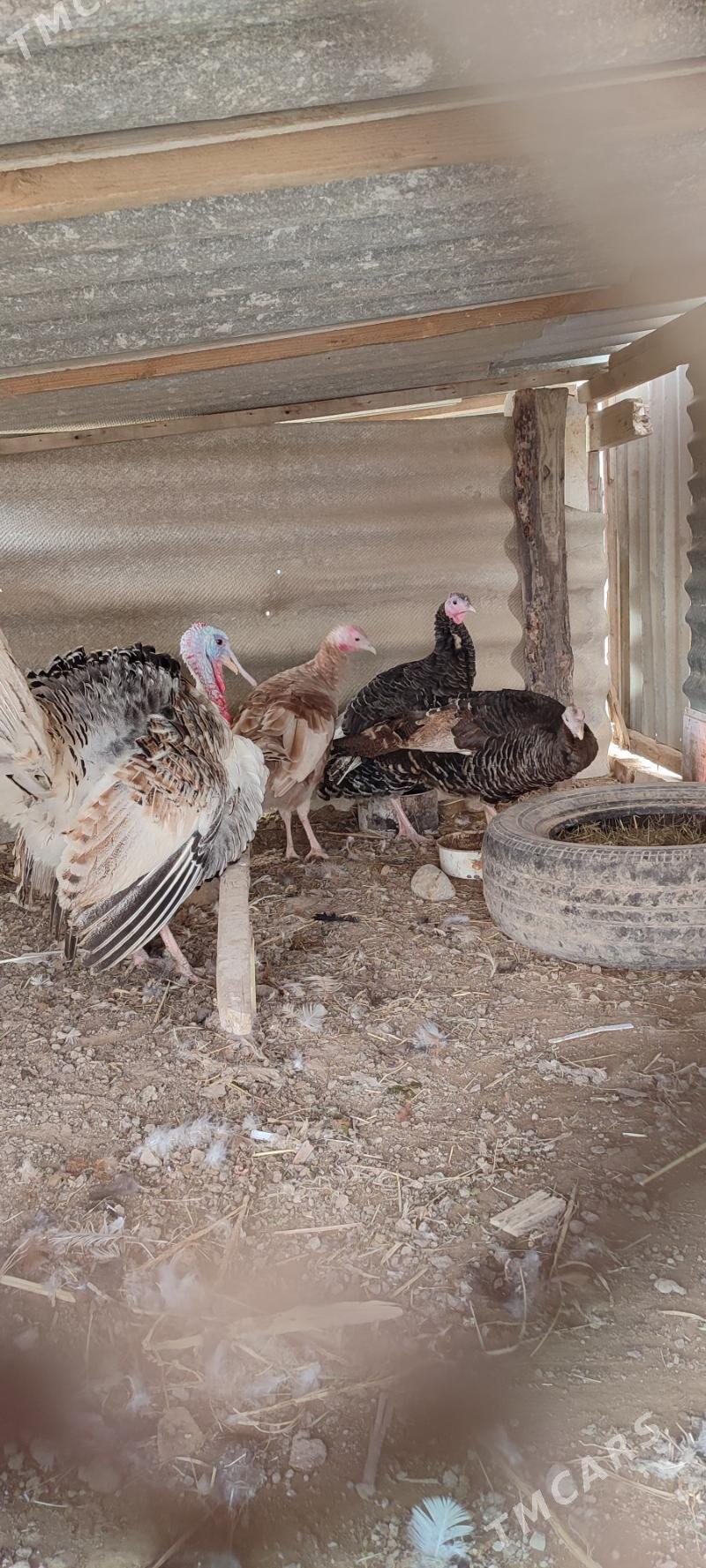 induk mâki - Байрамали - img 1