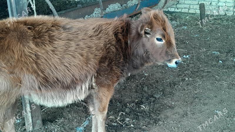 unajyn - Sakar - img 1