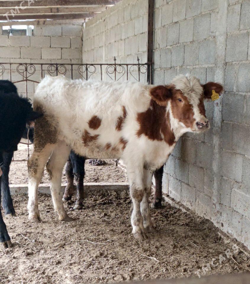 Tüweler - Büzmeýin - img 1