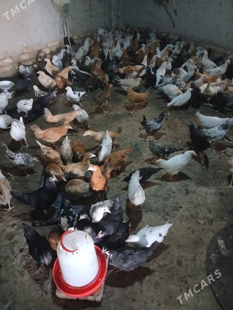 Juje - Сакар - img 1