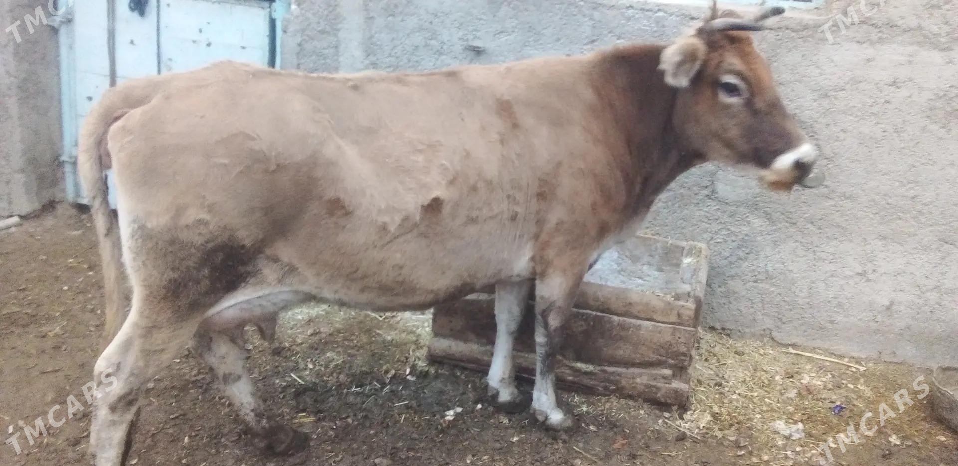 Sygyr - Gyzylarbat - img 1