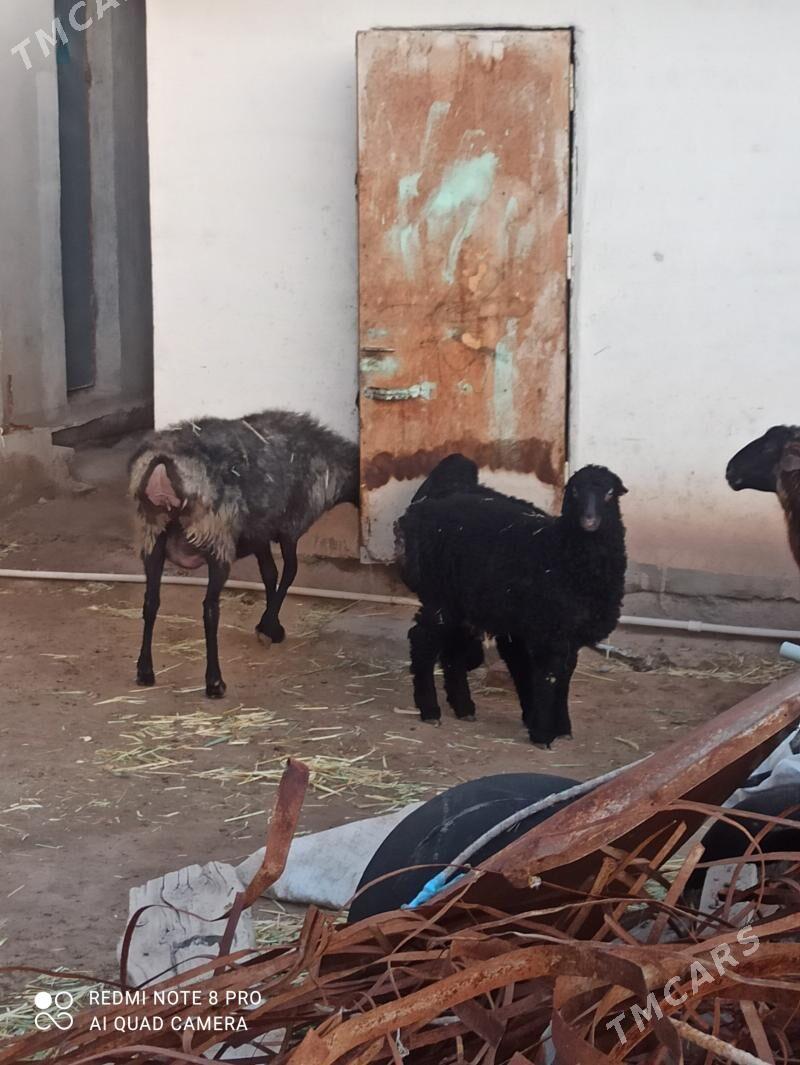 Guzuly goyun - Tejen - img 1