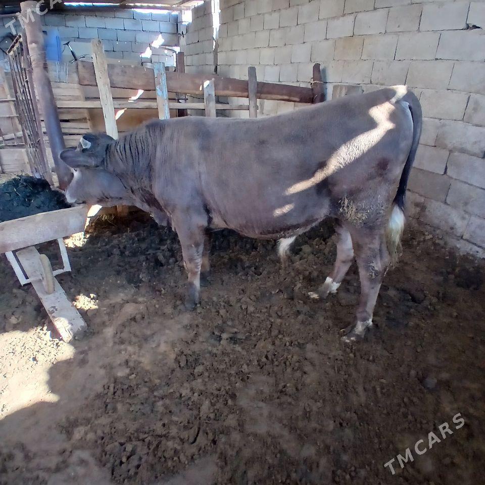 Öküz - Aşgabat - img 1