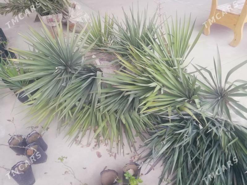 . юкка палма - Балканабат - img 1