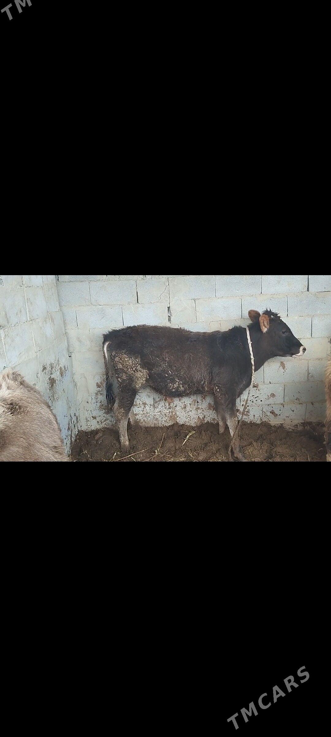 öküz - Bäherden - img 1