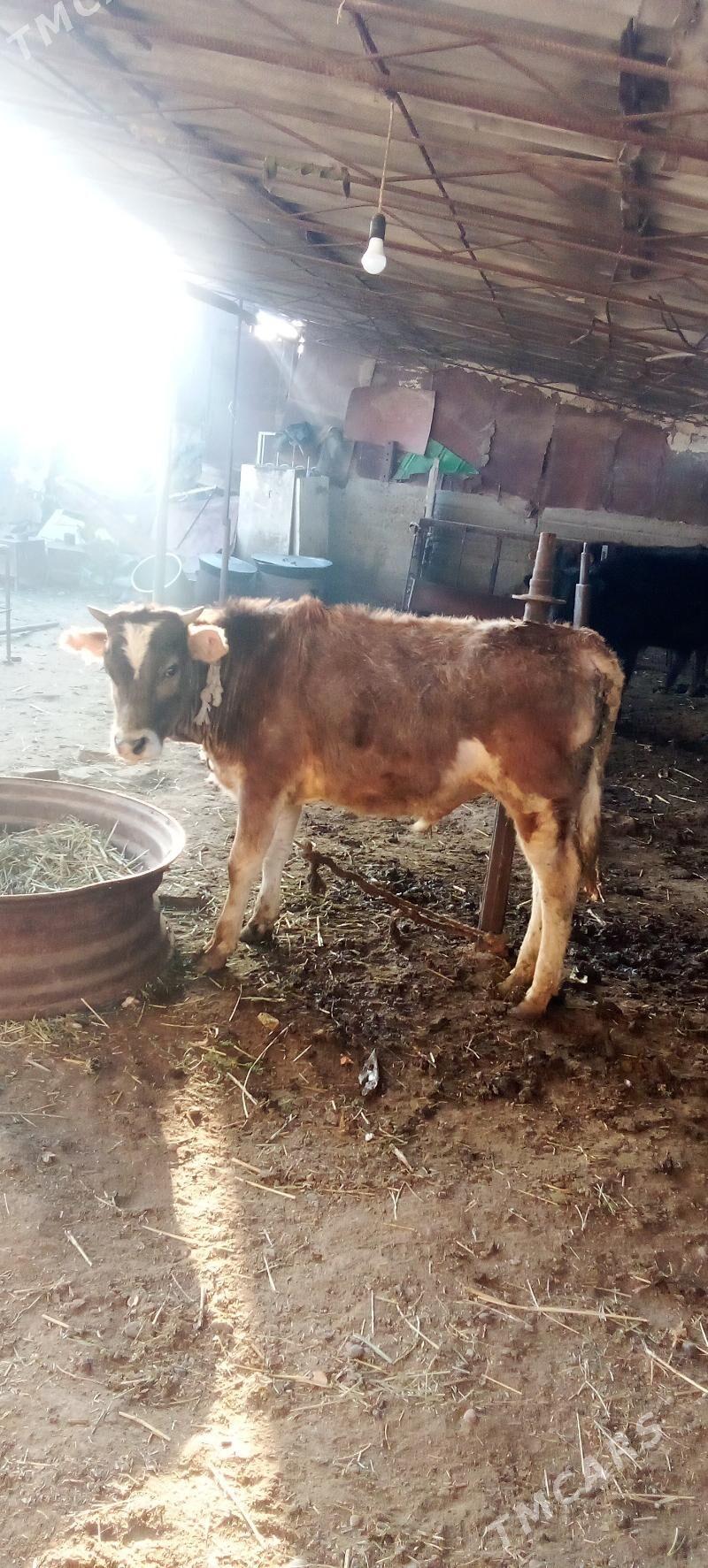 õküz - Ýaşlyk - img 1