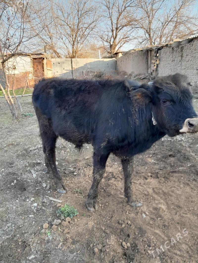 голе - Кëши - img 1