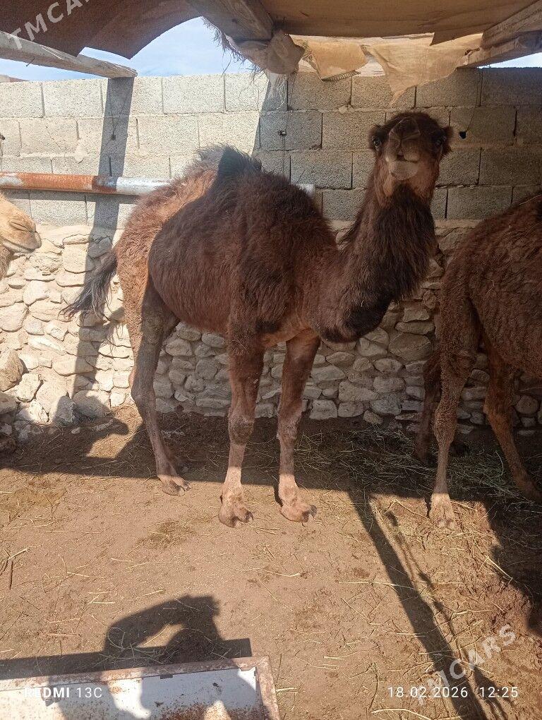 oogsuk - Берекет - img 1