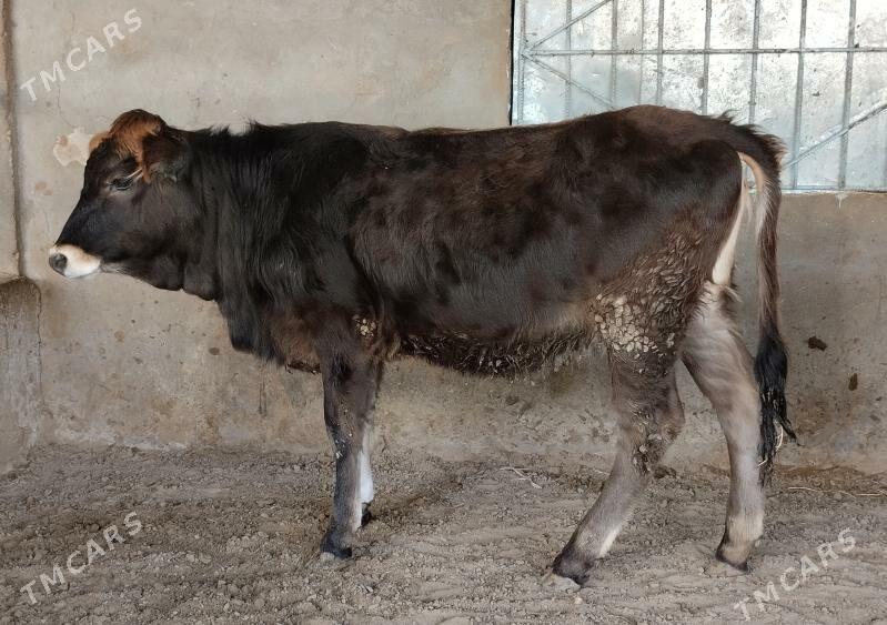 Arginal tuwe - Бузмеин - img 1