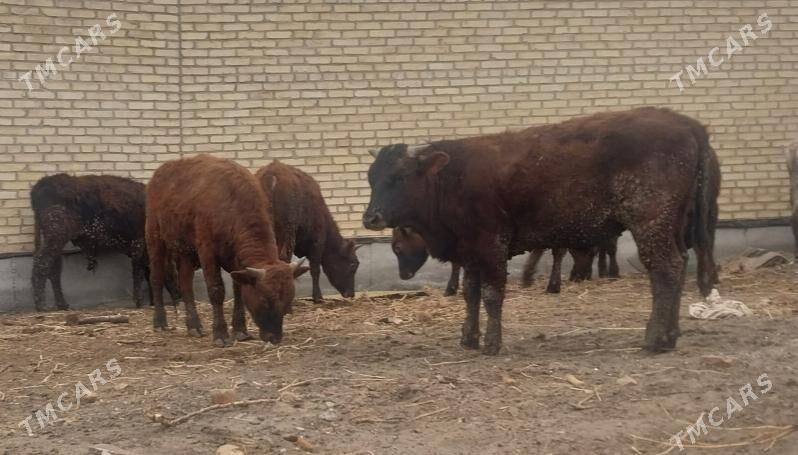 Meydan okuzler - Сакар - img 1