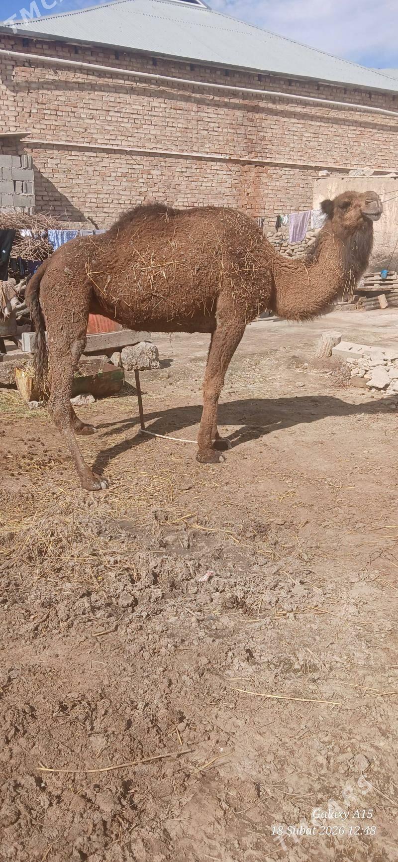 Gysyr Duye - Бахарден - img 1