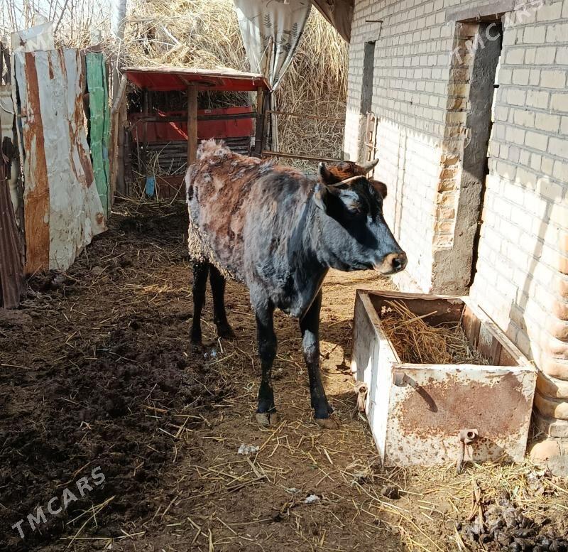 унажын - Çärjew - img 1