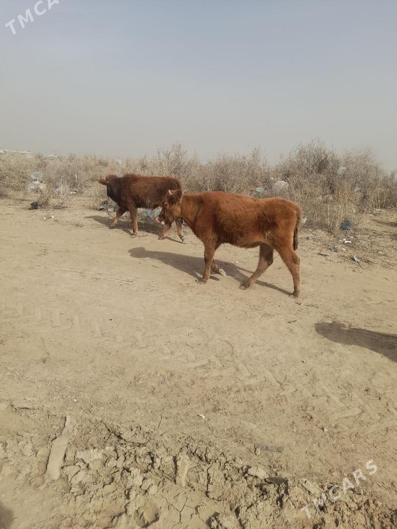 ökuzceler - Мары - img 1