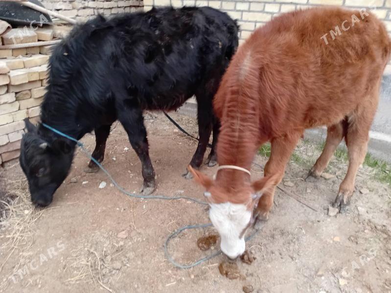 öküzçeler - Türkmenabat - img 1