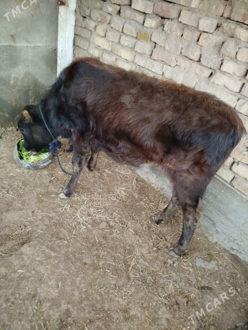 Tuwe - Tejen - img 1