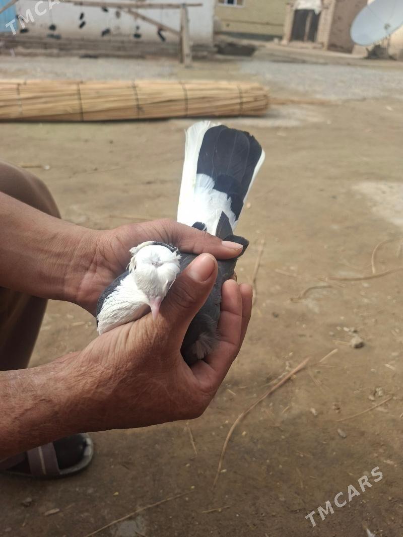 kepderi - Mary - img 1