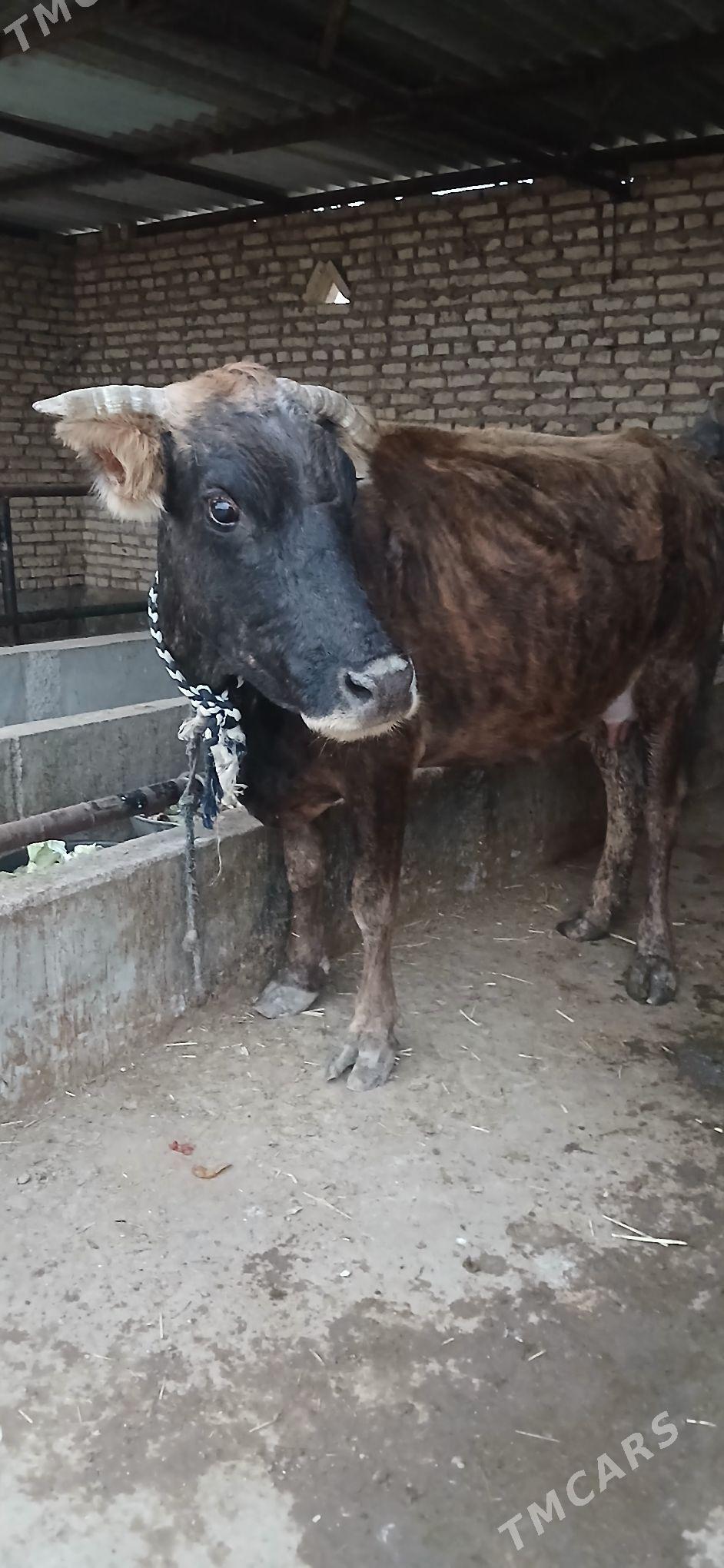 sygyr - Babadaýhan - img 1