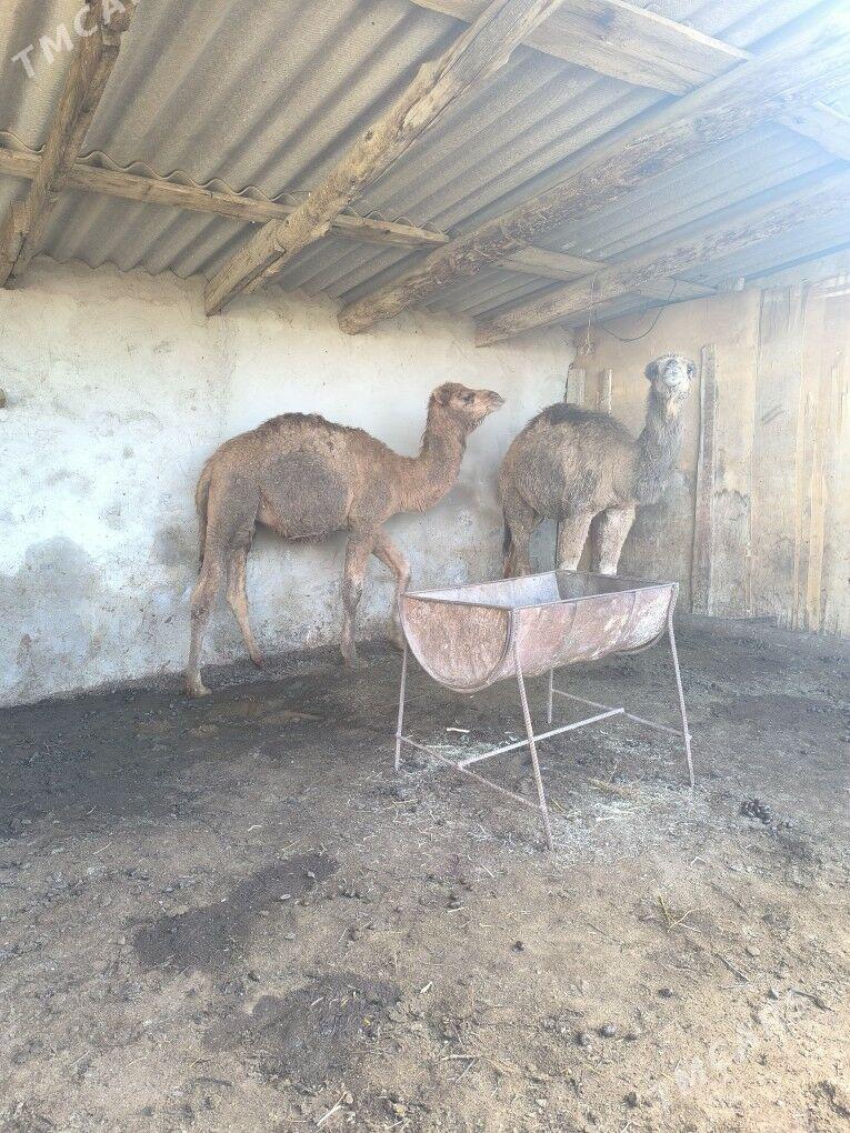 Torym - Берекет - img 1