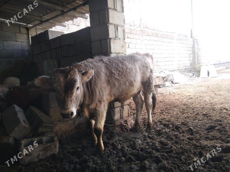 okuz - Ашхабад - img 1