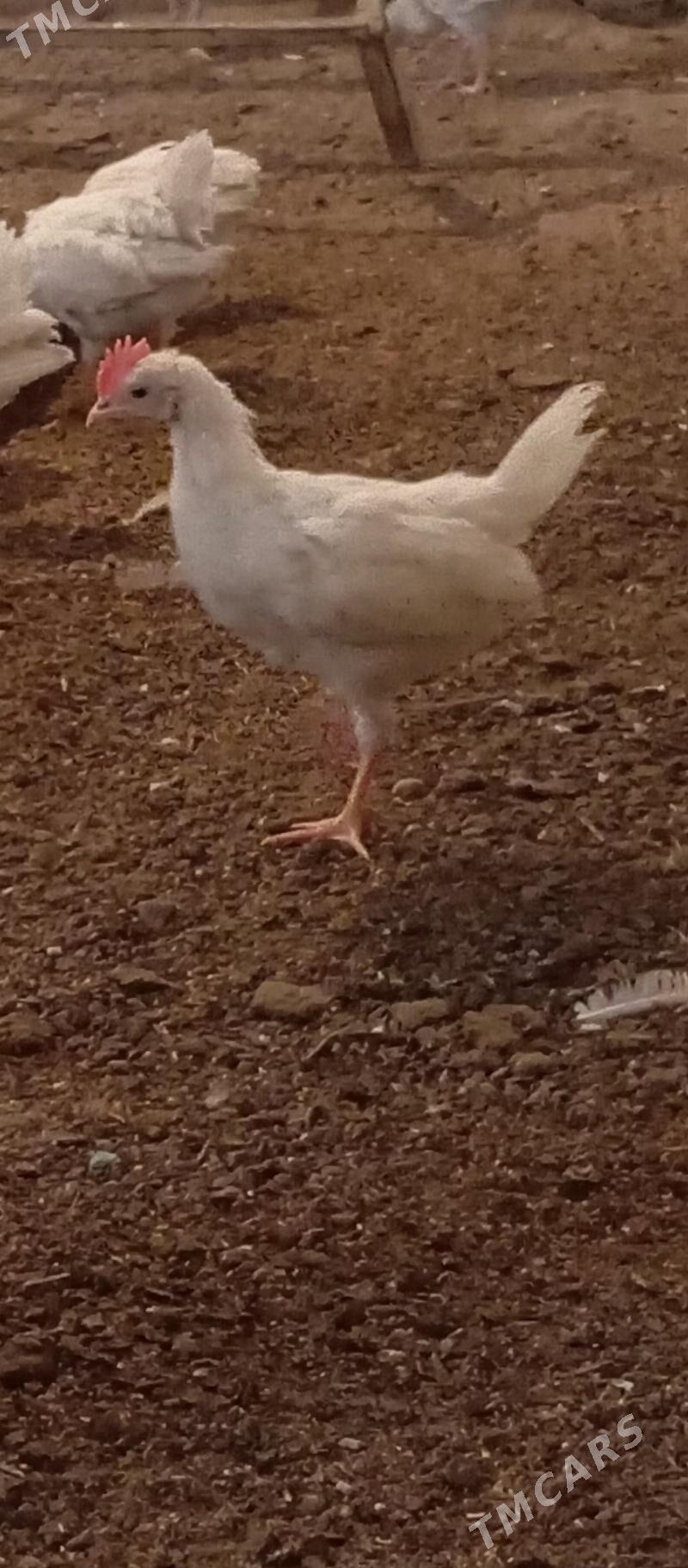 JUJE - Ашхабад - img 1