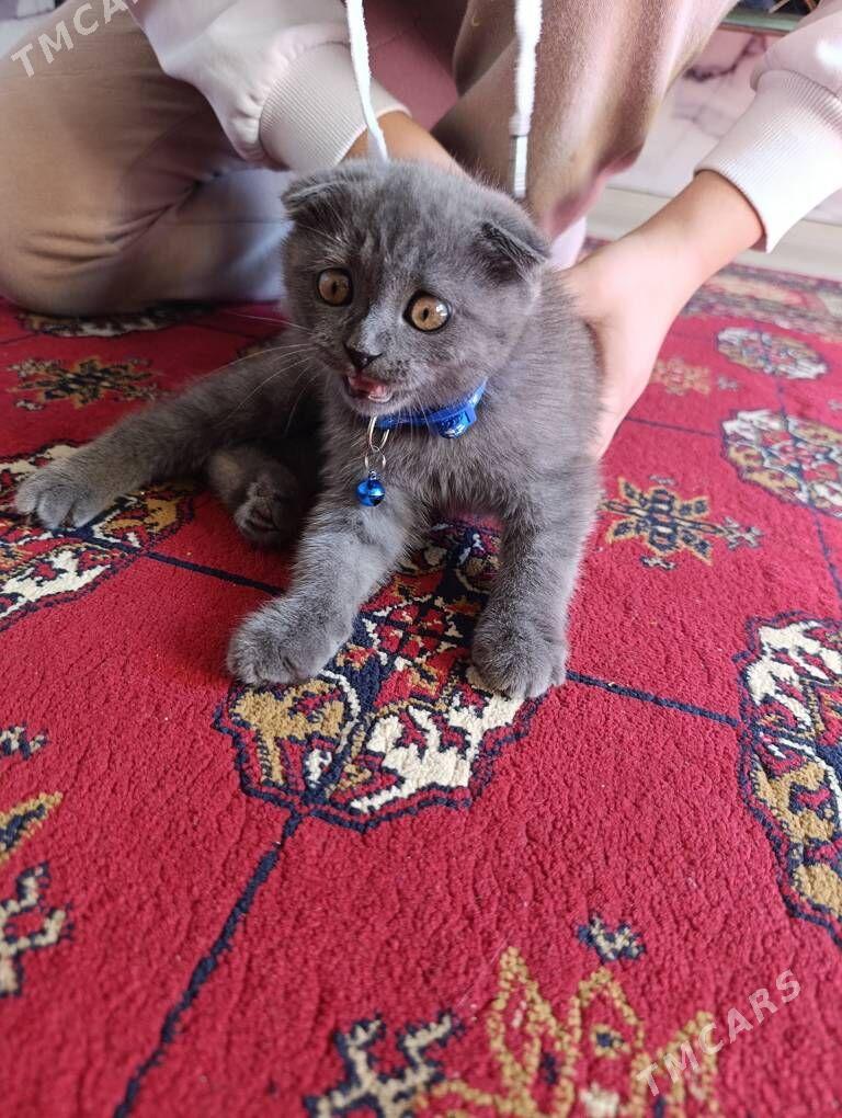 şatlandysky pisik - 8 мкр - img 1