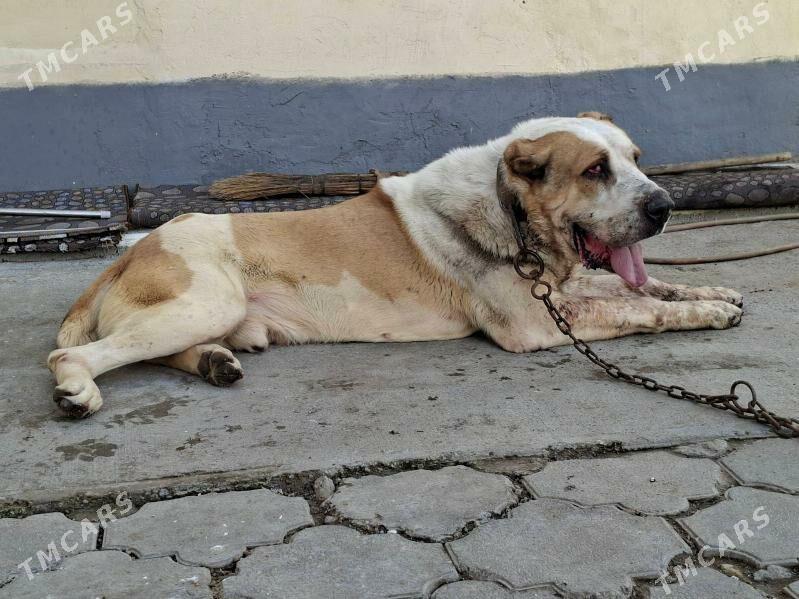 Alabay - Aşgabat - img 1