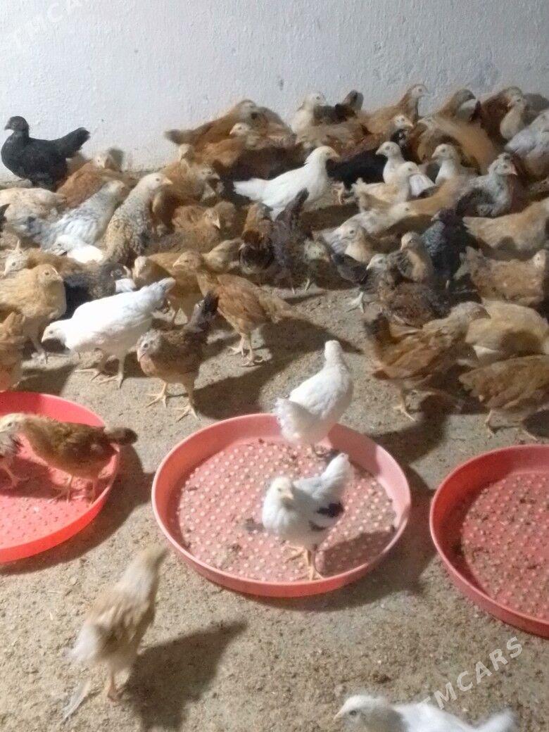 elin juyje - Кипджак - img 1